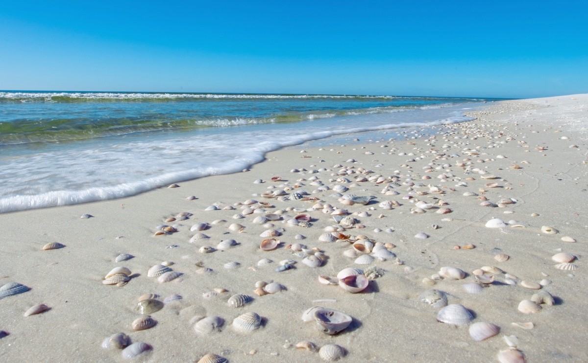 The Best Shelling Beaches In Florida - Sunshine State Insider