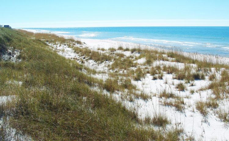 The best shelling beaches in Florida – Sunshine State Insider