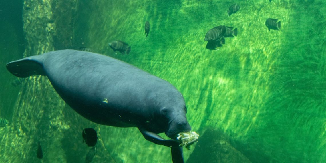 african manatee eating while swimming underwater