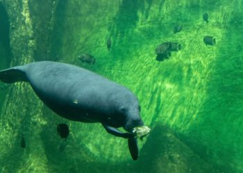 african manatee eating while swimming underwater