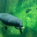 african manatee eating while swimming underwater