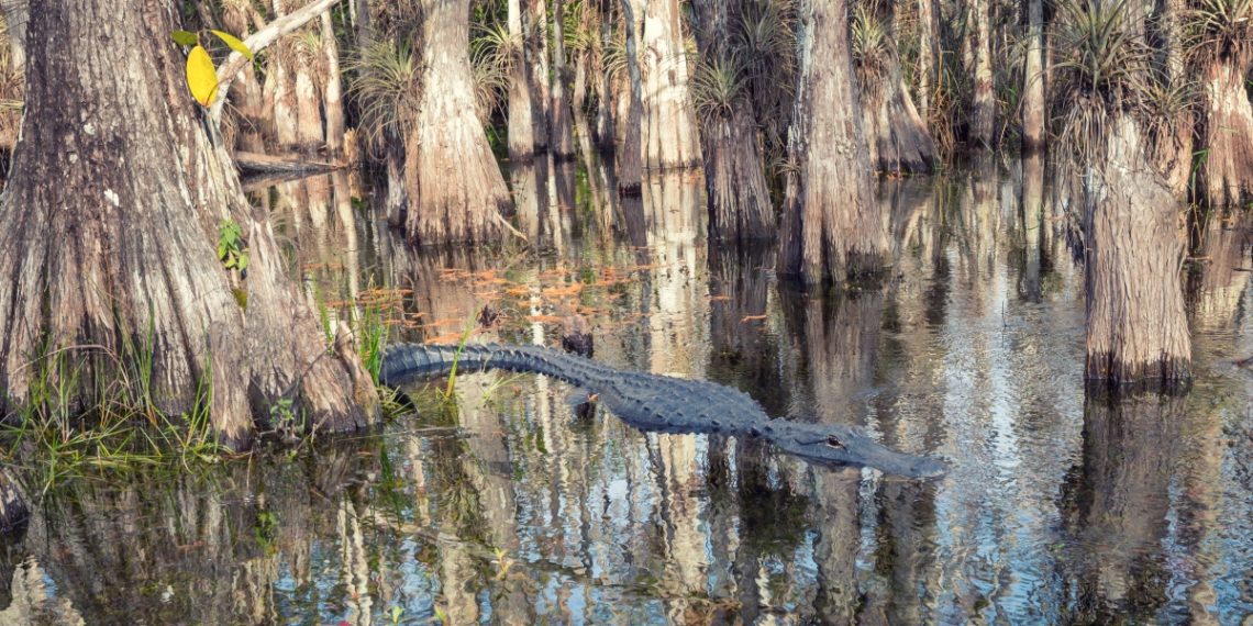 Alligator in Florida