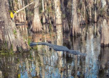 Alligator in Florida