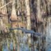 Alligator in Florida