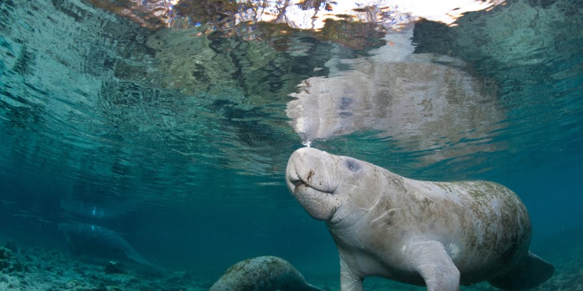 Manatee coming to surface