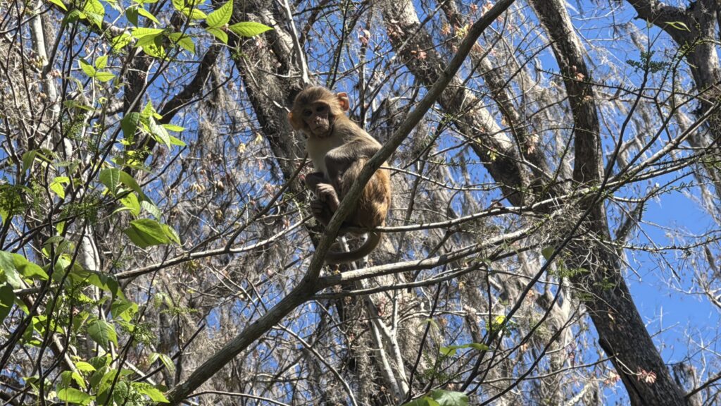 Silver Springs State Park is home to an estimated 400 wild monkeys