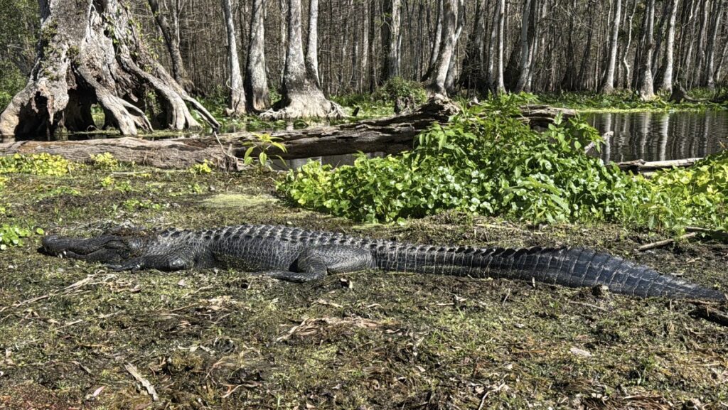 An alligator lays on the banks of the Silver River